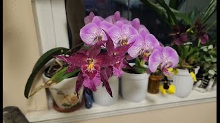 July Orchids in bloom and quick update [upl. by Kauffman]