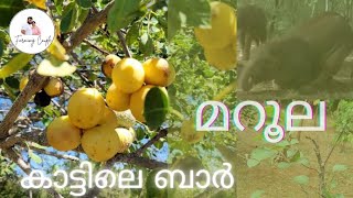 മറൂല പഴച്ചെടി  Marula Fruit Plant marula drunkelephant marulafruit [upl. by Ardnikat]