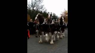 Clydesdales at The Landings Shopping Center Columbus Ga [upl. by Ateekahs]