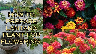 how to prepare lantana plant for flowering gardenandgardening terracegarde lantana [upl. by Nattirb]