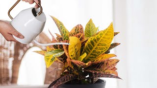 Plant Profile Croton Petra  Costa Farms [upl. by Leahcimrej]