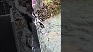 West Virginia trout stocking on three fork creek Tagged fish [upl. by Deehahs]