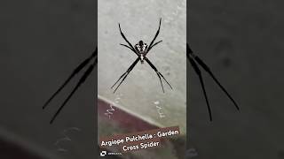 Argiope PulchellaGarden Cross Spider [upl. by Sukram]