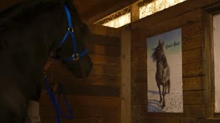 Prince Julius Friesian on his birthday a tribute to Queen Uniek friesian friesianhorse horses [upl. by Erick753]