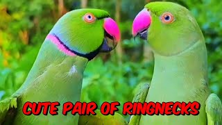 Parrots Natural Sounds parrot birds birdslover talkingparrot parrotsounds angelthevlogerr [upl. by Kelly]