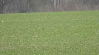 Skřivan polní  Alauda arvensis  Eurasian Skylark  Feldlerche  Alondra común [upl. by Haisoj]