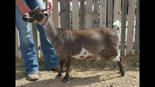 How To Shave A Goat For Show [upl. by Gunning]