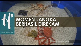 Cara Kepiting Berganti Cangkang [upl. by Enelra]