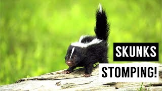 Baby SKUNKS Stomping Compilation [upl. by Roarke]