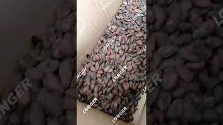 Comment Griller Les Fèves De Cacao  Torréfacteur De Cacao [upl. by Ahras]