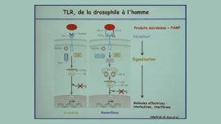 Vous avez dit Immunité innée [upl. by Riamu]