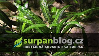 Cryptocoryne affinis  Kryptokoryna červená  Akvarijní rostliny  SURPANcz [upl. by Meuser]