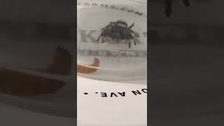 Feeding my pet jumping spider [upl. by Aihsatsan149]