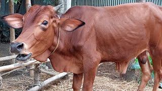 Gay Ki Awaaz Cow Sounds Loud [upl. by Luana]