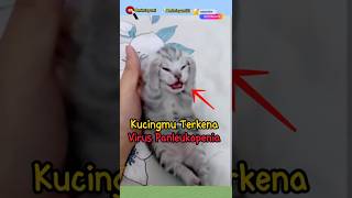 kucingmu terkena virus panleukopenia😭 kucinglucu kucingmeoong cat [upl. by Nysa155]