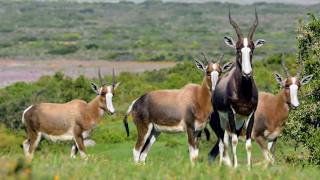 Afrique Australe la faune face aux saisons [upl. by Clarissa700]