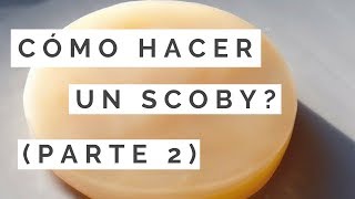 Cómo HACER Un SCOBY Parte 2 [upl. by Htezzil]