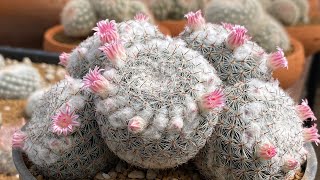 mammillaria brauneana amp mammillaria sempervivi [upl. by Olifoet]