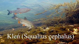 Kleń Squalius cephalus European chub [upl. by Qerat]