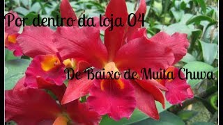 Orquídeas e Afins  04 Por Dentro da Loja 07012018 [upl. by Felicie]