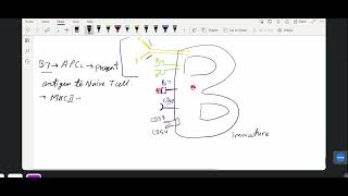 B cell Activation and Maturation  Immunology lecture 8 IITJAM biotechnology CUETpg GATB [upl. by Lanam842]