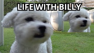 Life With Our Billy Small Dog BIG Personality [upl. by Schonfeld]