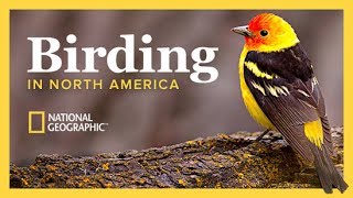 The National Geographic Guide to Birding in North America  Wondrium [upl. by Andrews]