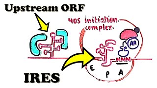 CapIndependent Translation Initiation  IRES virus and eukaryote and uORF [upl. by Annohsal]