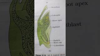 Embryo Of Monocot Or Dicot [upl. by Oak]