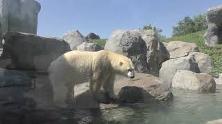 Polar Bears Playfight at Winnipeg Zoo [upl. by Douville]