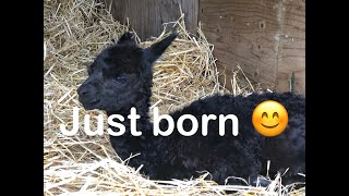 Baby Alpaca Cria born an hour ago [upl. by Hayse]