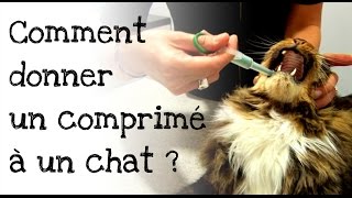 Comment donner un comprimé à son chat [upl. by Elihu]