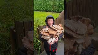 So many Birch Polypore mushroom medicine short foraging nature [upl. by Rotceh]