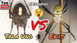 TALA UNO vs EKIS Duwag ba ang Gagambang Ekis Loaded Argiope sp Spider Fight [upl. by Monahan]