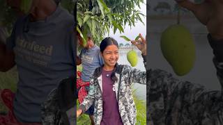 বন্ধুরা দেখো গাছে কতো আম হইসে❤️ viralvideo farming village youtubeshorts funny comedy [upl. by Shaun659]