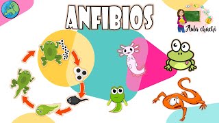 Anfibios  Animales Vertebrados  Aula chachi  Vídeos educativos para niños [upl. by Eydnarb]