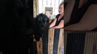 Newfoundland dog grooming How to groom your newfie [upl. by Nonie]