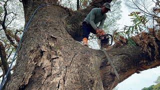 Out of control Felling giant trees day two️ [upl. by Ralli]