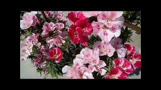 111  How to grow amp care Godetia Satin Flower from seeds Hindi Urdu [upl. by Akinehs]