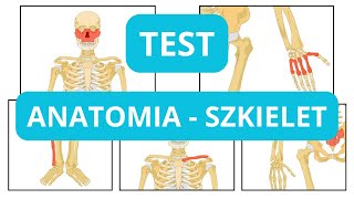 Anatomia szkielet kości  Test Wiedzy poziom podstawowy [upl. by Hak]