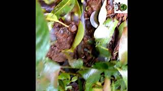 Mahabaleshwar Shieldtail  Snake found only in Mahabaleshwar Maharashtra [upl. by Farrica]