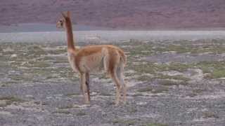 Pelea de Vicuñas en Salar Michincha [upl. by Aleunam]