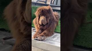 The Best Quality Newfoundland Dogs amp Pups Of India newfoundlanddog dog doglover dogs puppy [upl. by Kimberlee959]