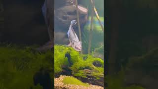 nature oceanarium aqarium fish relax [upl. by Mosa239]