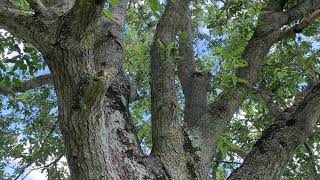 Sessile oak  entire tree  July 2024 [upl. by Julina]