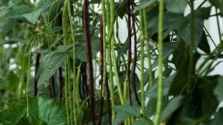 How to grow long bean super productive （高产豇豆） [upl. by Slayton192]