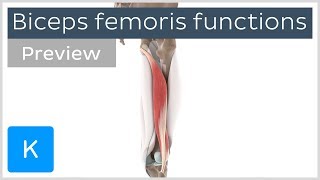 Functions of the biceps femoris muscle preview  Human 3D Anatomy  Kenhub [upl. by Llenyar]