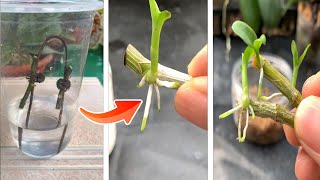 3 Great ways to propagate orchids from cuttings [upl. by Fretwell739]