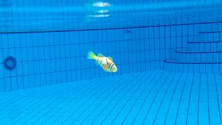 FINDING NEMO IN MY SWIMMING POOL [upl. by Swanson]