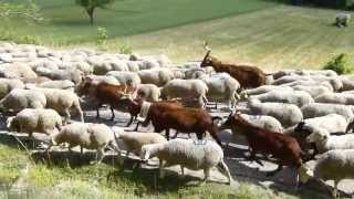 Transhumance provencale [upl. by Leinto]